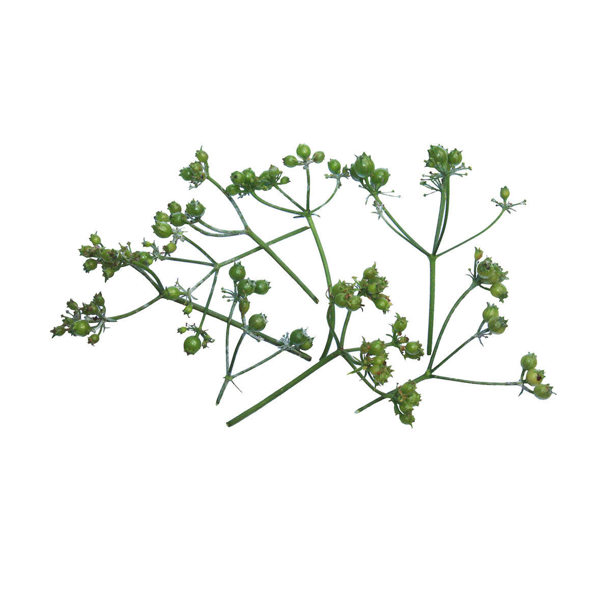 Wholesale Fresh Origins Coriander Buds-25 CT Bulk