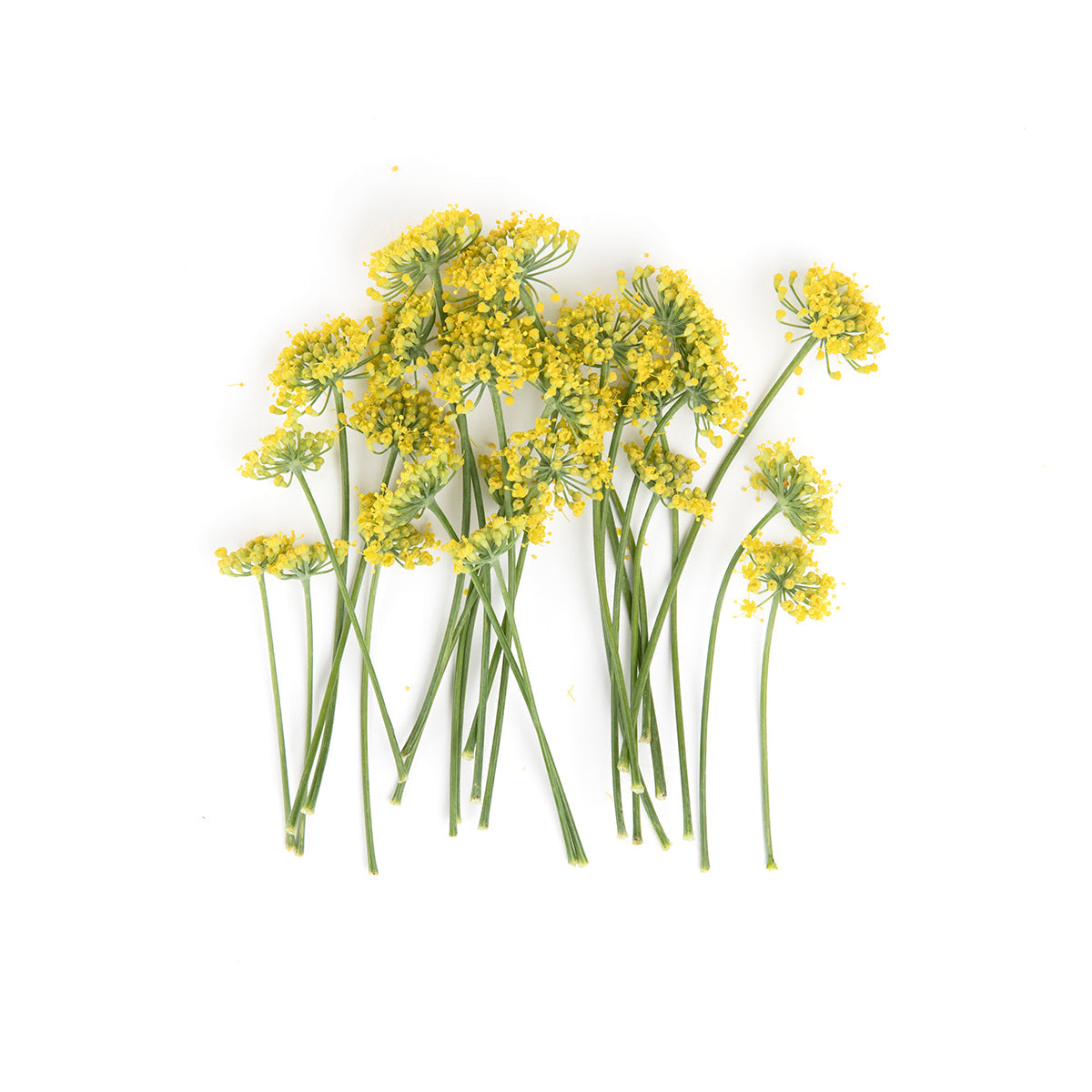 Wholesale Fresh Origins Fennel Flowers- Bulk