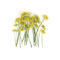 Wholesale Fresh Origins Fennel Flowers- Bulk