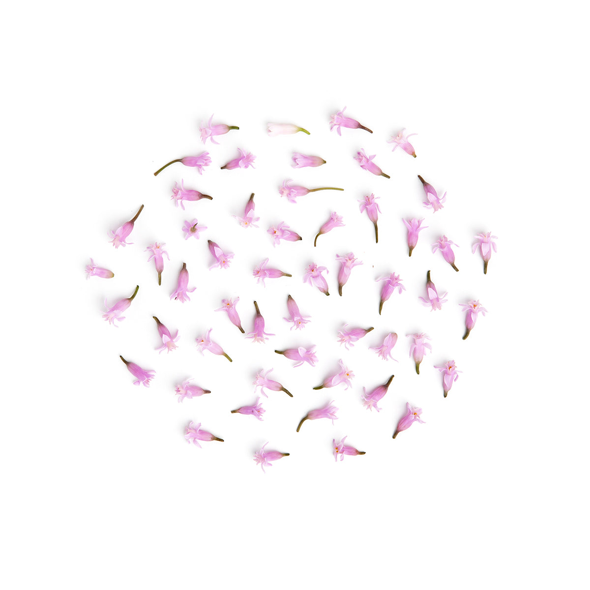 Wholesale Fresh Origins Garlic Blossoms-50 CT Bulk