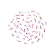 Wholesale Fresh Origins Garlic Blossoms- Bulk