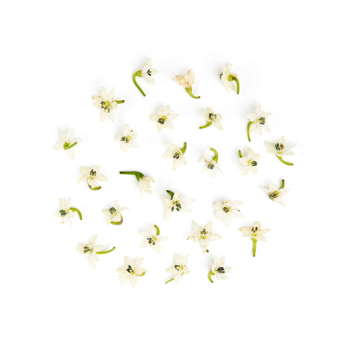 Fresh Origins Micro White Pepper Flowers