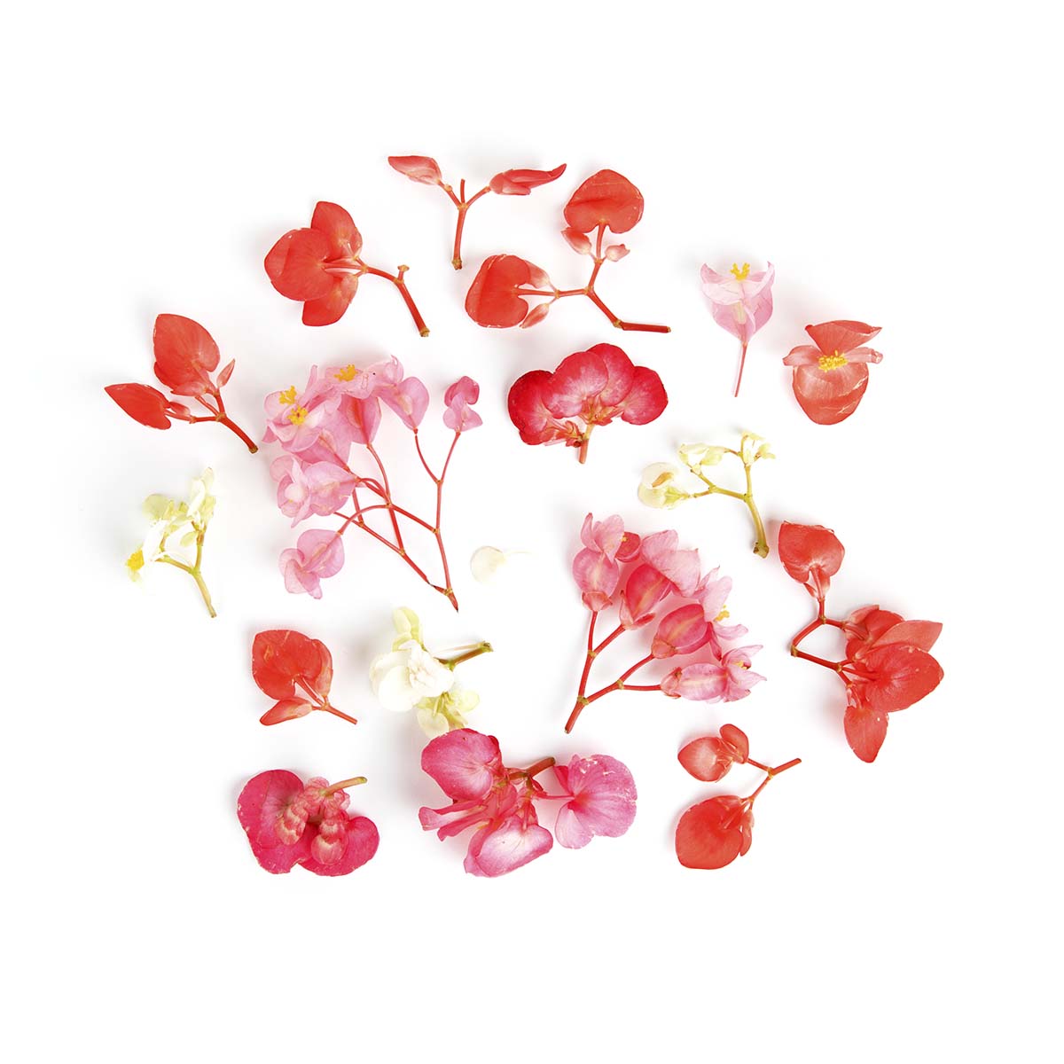 Wholesale Fresh Origins Begonia Flower Mix- Bulk
