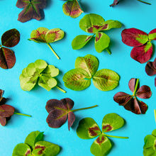 Wholesale Fresh Origins Lucky Shamrock Clover Mix- Bulk