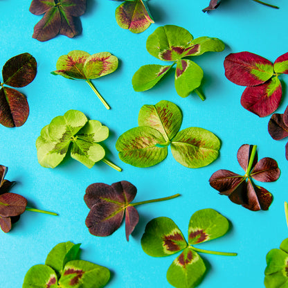 Wholesale Fresh Origins Lucky Shamrock Clover Mix- Bulk