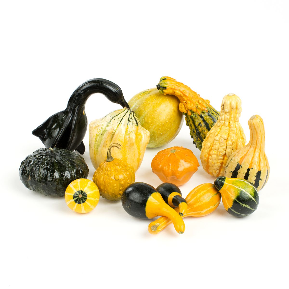 Wholesale BoxNCase Display Gourds-1/2 BSH Bulk