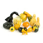 Wholesale BoxNCase Display Gourds-1/2 BSH Bulk
