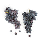 Wholesale Buzzard Crest Vineyards Organic Thomcord Grapes 2 LB- Bulk