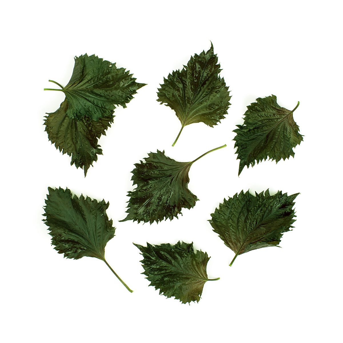 Wholesale BoxNCase Green Shiso Leaves- Bulk