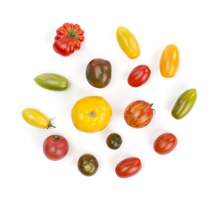 Wholesale Eckerton Hill Farm Medium Heirloom Tomatoes 16 Oz Pack- Bulk