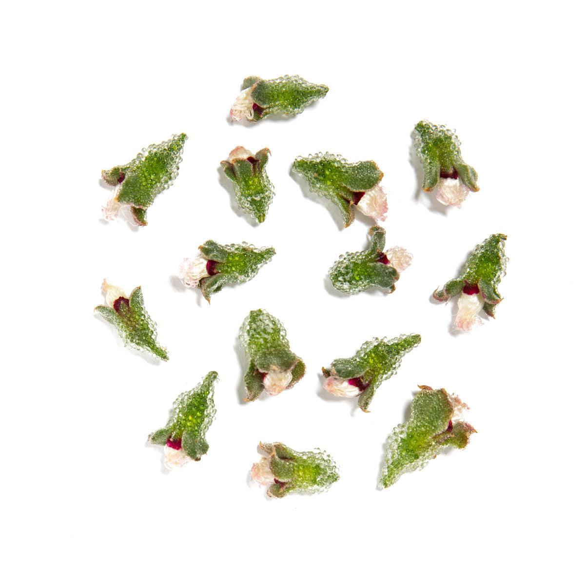 Wholesale Girl & Dug Farm ICEPLANT BUDS- Bulk