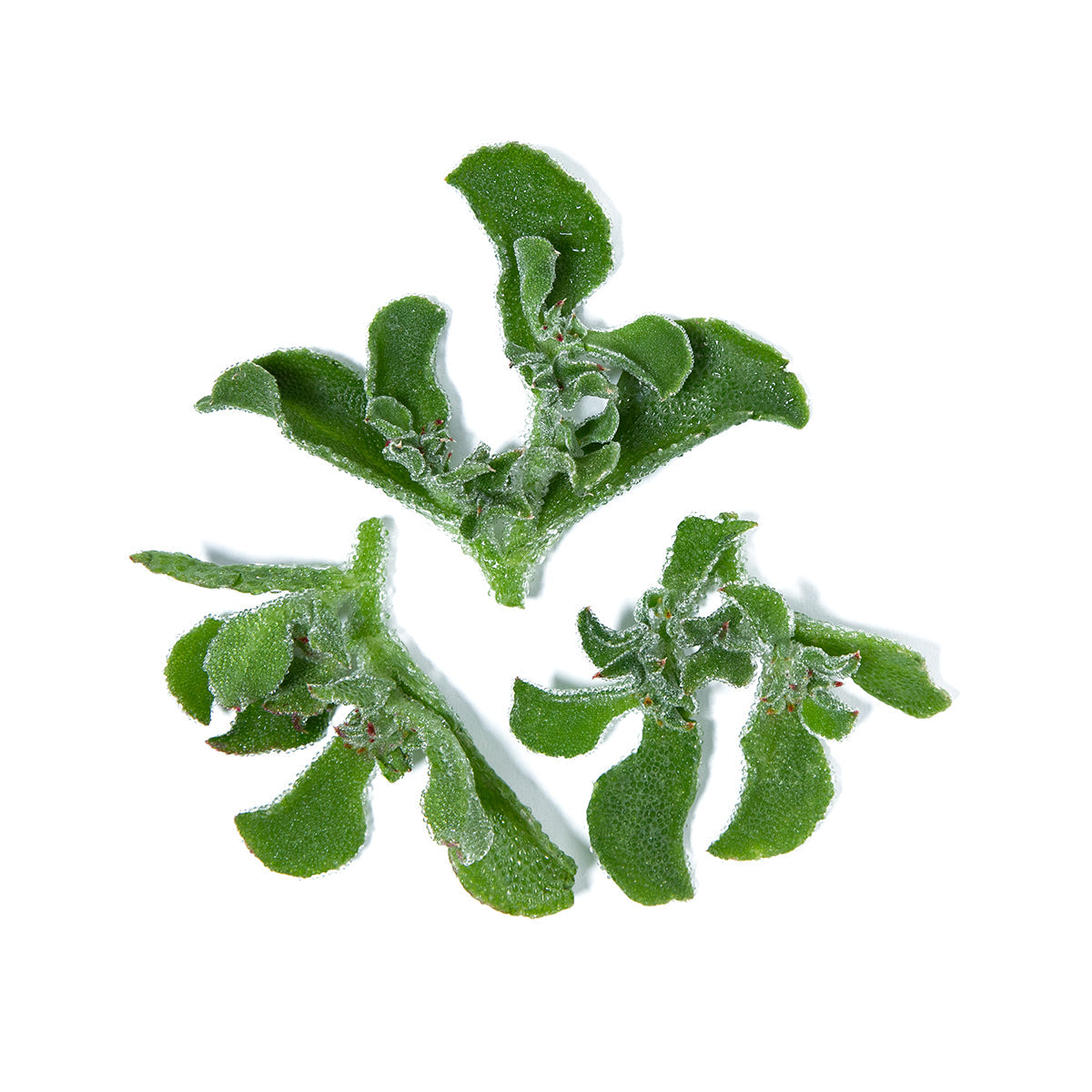 Wholesale Girl & Dug Farm Iceplant- Bulk