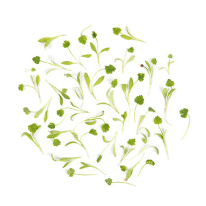 Wholesale Koppert Cress Micro Cilantro-8 OZ Bulk