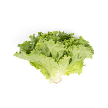 Wholesale Lancaster Farm Fresh Organic Green Leaf Lettuce- Bulk