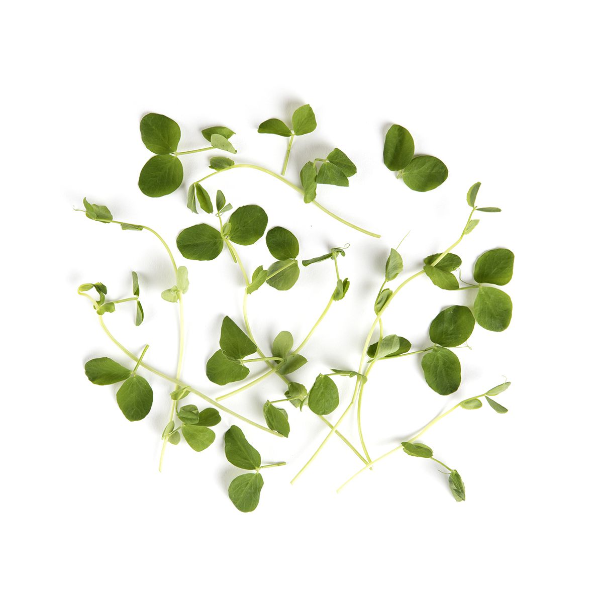 BoxNCase Micro Pea Tendrils