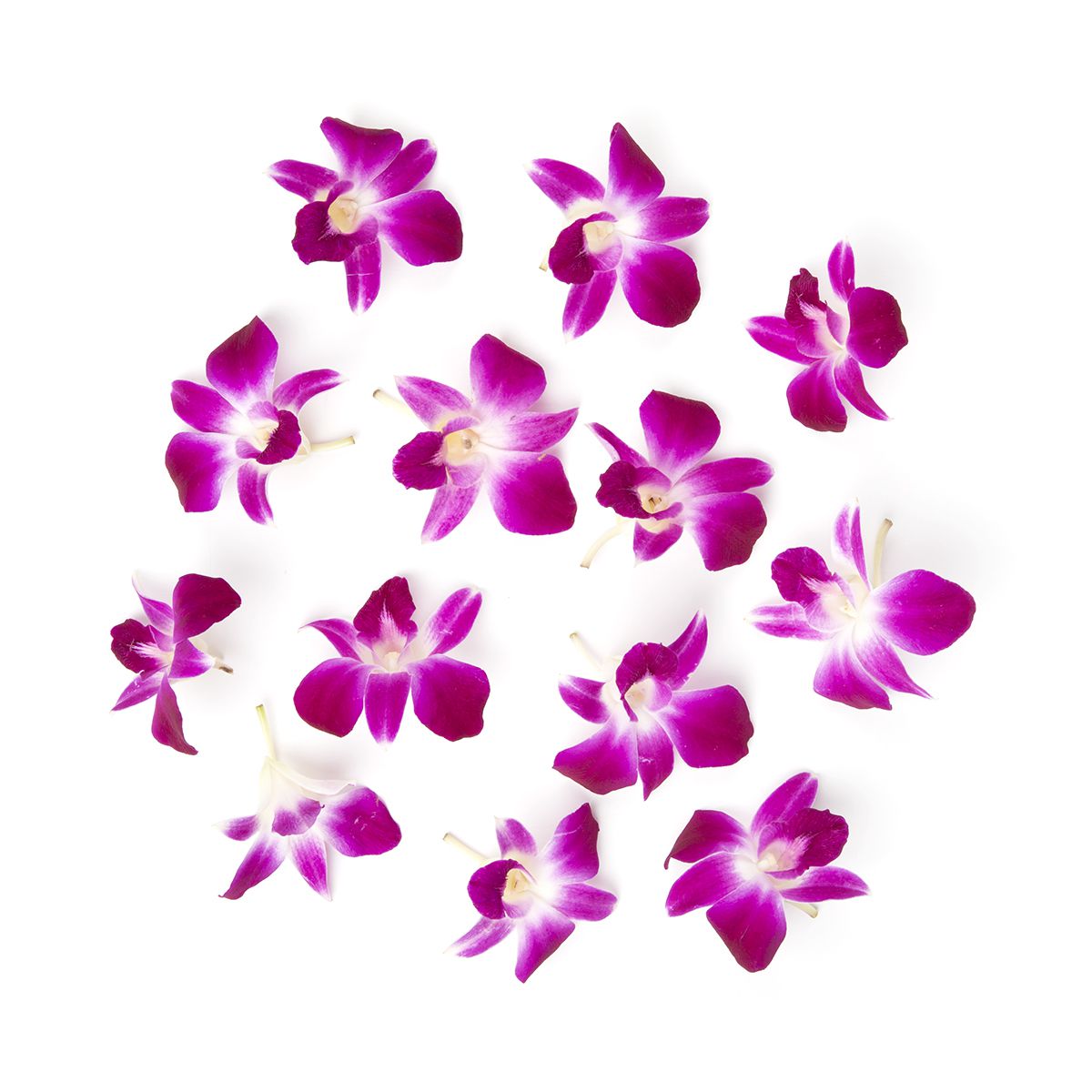 Koppert Cress Purple Orchids