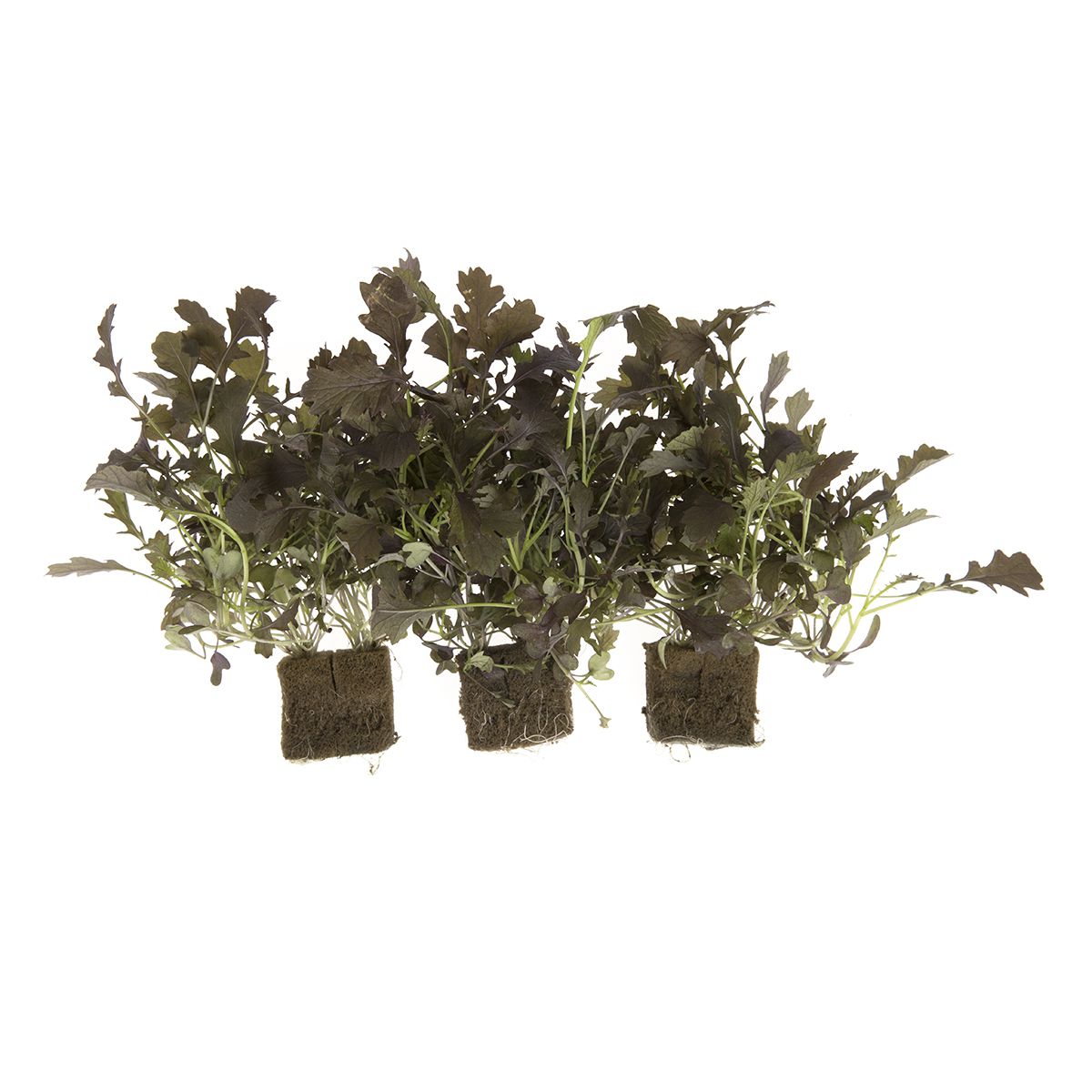 Wholesale Lakeville Baby Firecracker Mizuna- Bulk