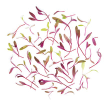 Wholesale Koppert Cress Micro Bulls Blood Beet- Bulk