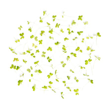 Wholesale Koppert Cress Micro Green Mustard- Bulk