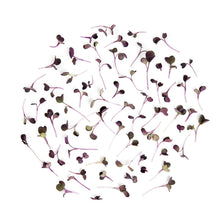 Wholesale Koppert Cress Micro Purple Daikon Radishes- Bulk