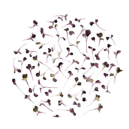Koppert Cress Micro Purple Daikon Radishes