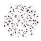Koppert Cress Micro Purple Daikon Radishes