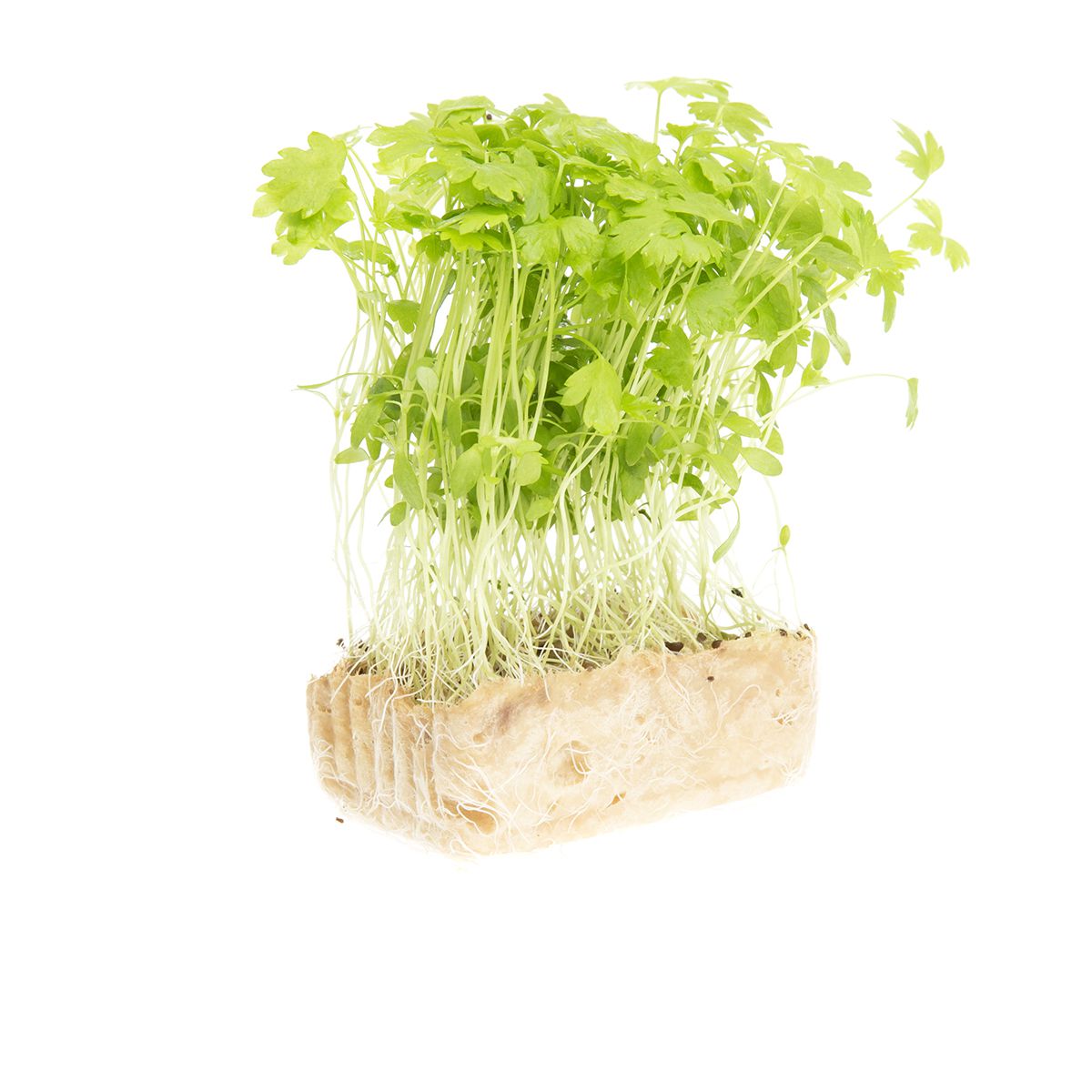 Wholesale Koppert Cress Celery Cress-16 CT Bulk