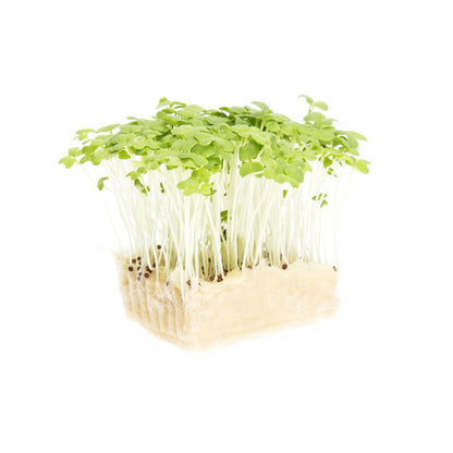Wholesale Koppert Cress Mustard Cress- Bulk
