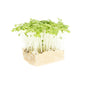Wholesale Koppert Cress Mustard Cress- Bulk