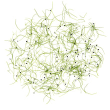 Wholesale BoxNCase Micro Chives- Bulk