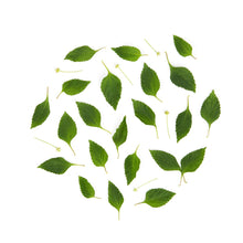 Wholesale Koppert Cress Dulce Leaves- Bulk