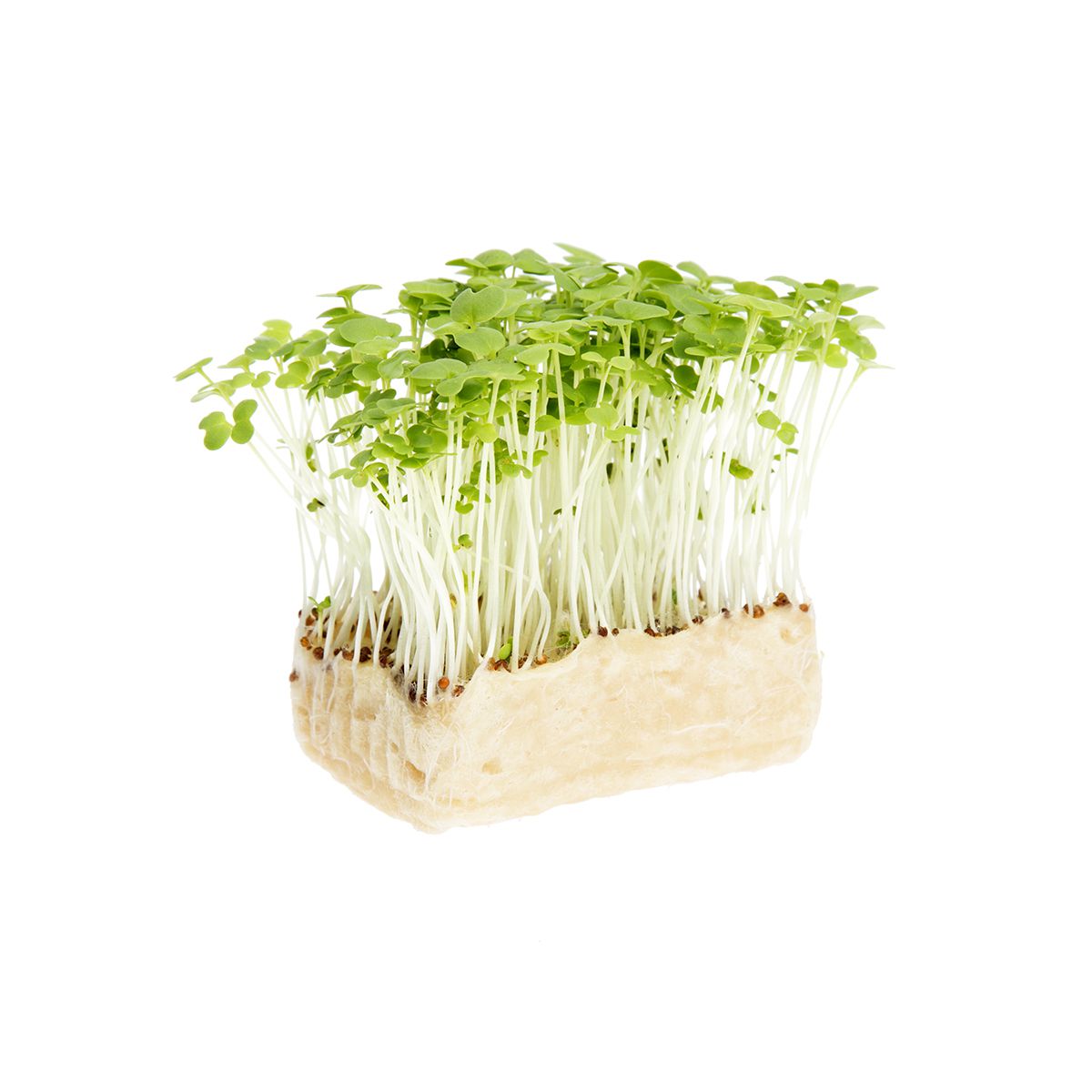 Wholesale Koppert Cress Wasabi Cress-16 CT Bulk