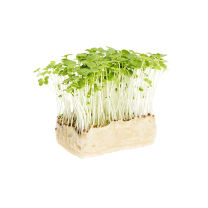 Wholesale Koppert Cress Wasabi Cress- Bulk