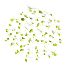 Wholesale Koppert Cress Micro Arugula- Bulk