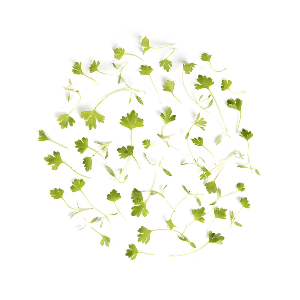 Wholesale BoxNCase Micro Celery-8 OZ Bulk