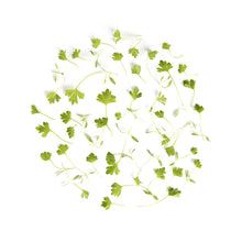 BoxNCase Micro Celery