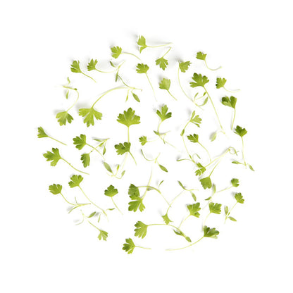 Wholesale BoxNCase Micro Celery-8 OZ Bulk