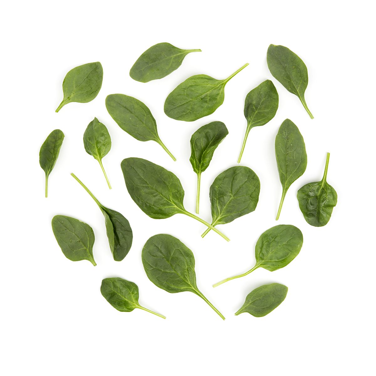 Wholesale BoxNCase Washed Flat-Leaf Spinach 10 OZ- Bulk