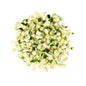 Wholesale BoxNCase 1/2in Diced Green Squash- Bulk