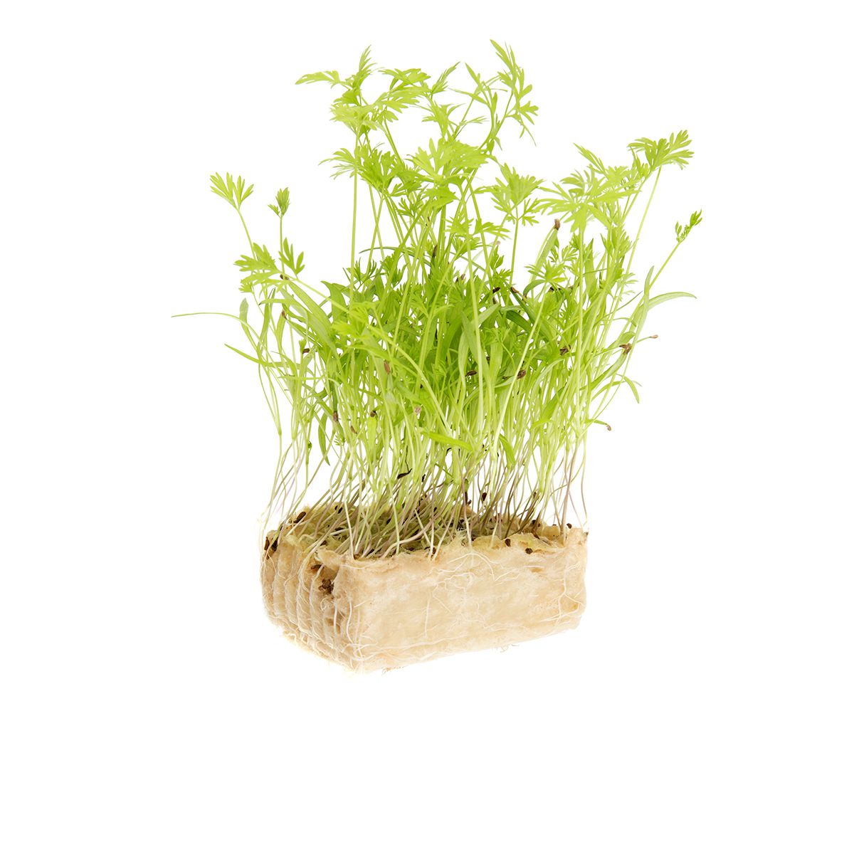 Koppert Cress Carrot Cress