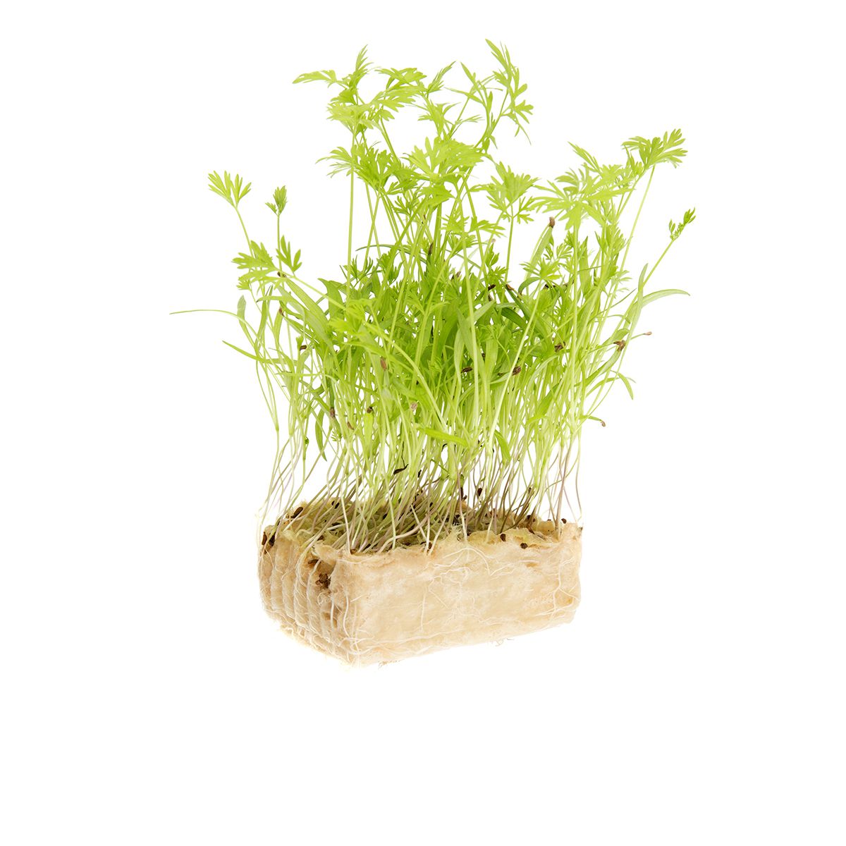 Wholesale Koppert Cress Carrot Cress- Bulk