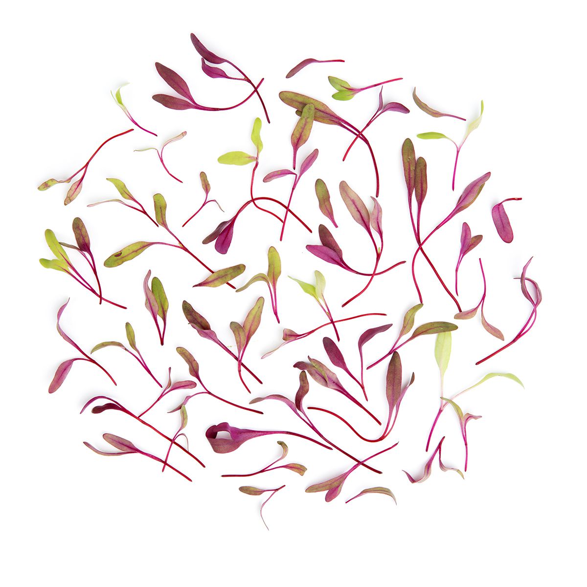 Wholesale BoxNCase Micro Bull's Blood- Bulk