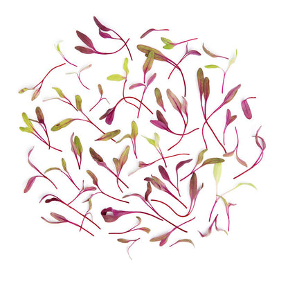 Wholesale BoxNCase Micro Bull's Blood- Bulk