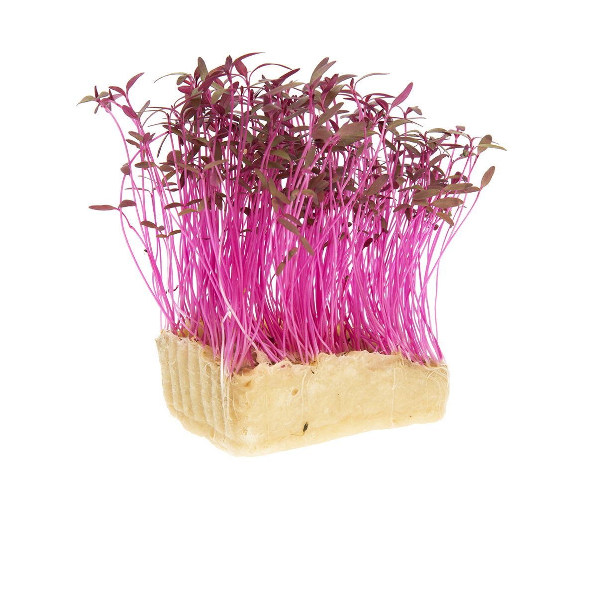 Koppert Cress Amaranth Cress