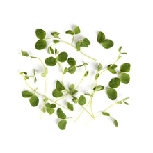 Wholesale BoxNCase Micro Pea Tendrils- Bulk