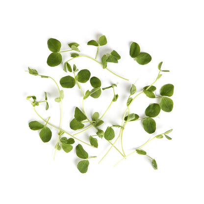 Wholesale BoxNCase Micro Pea Tendrils- Bulk