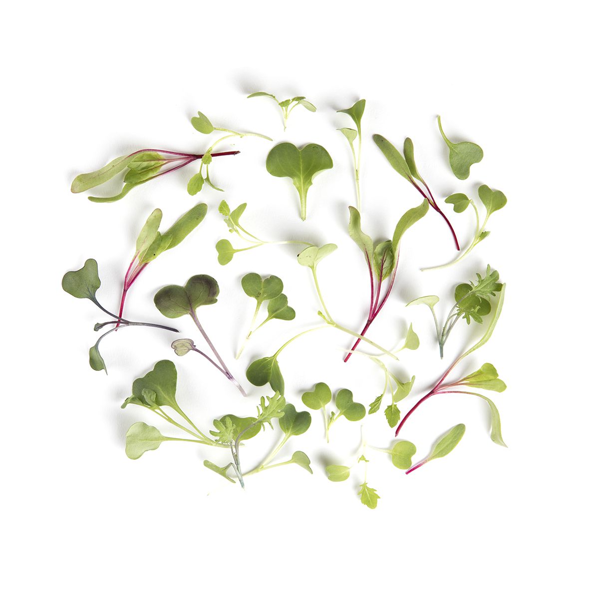 Wholesale BoxNCase Micro Rainbow Mix- Bulk