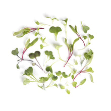 Wholesale BoxNCase Micro Rainbow Mix- Bulk