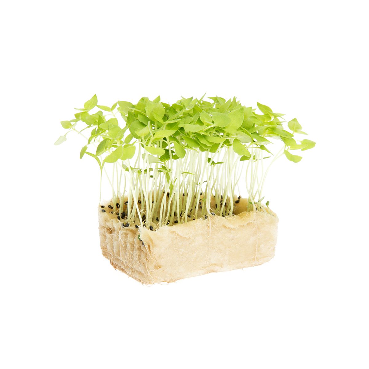 Wholesale Koppert Cress Basil Limon Cress-16 CT Bulk