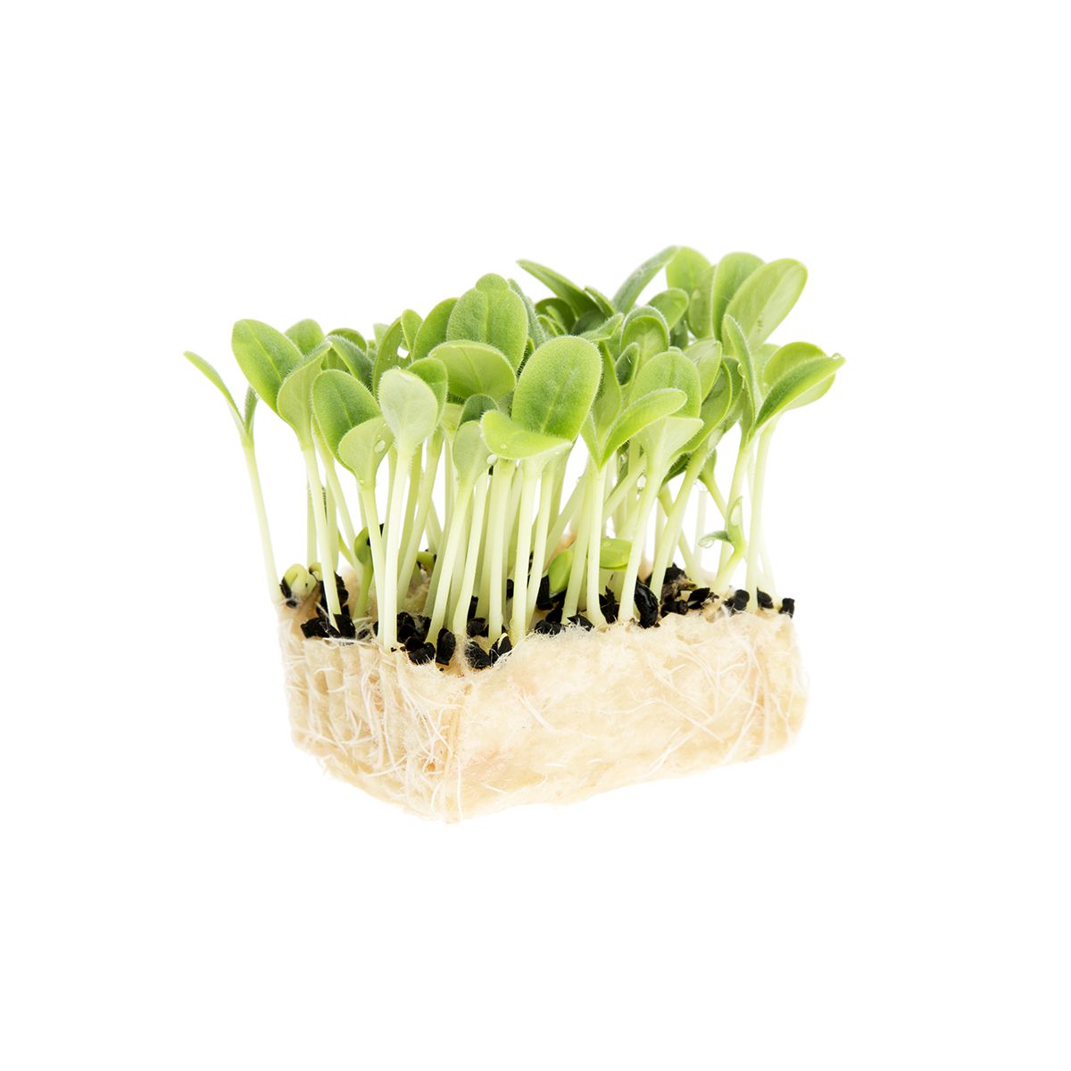 Koppert Cress Borage Living Cress